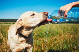 water for dogs